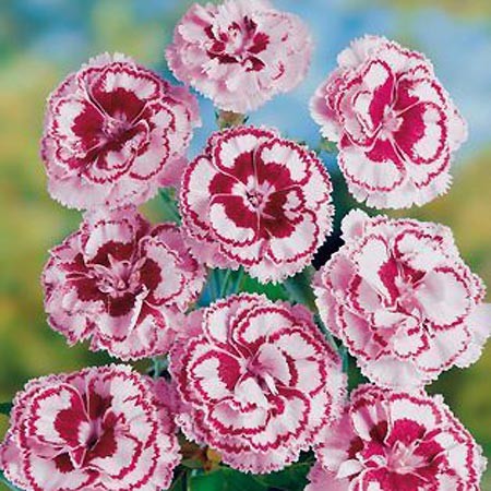 Oeillet anglais " Moulin rouge" Il vous ravira pour ses fleurs qui se succèdent d'Avril à Oct. Peu exigeant, et surtout T° -35°c